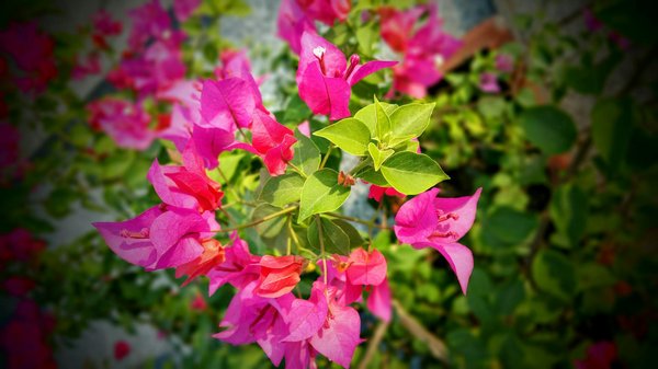 Optimisez la longévité de votre clôture grâce à un soubassement solide